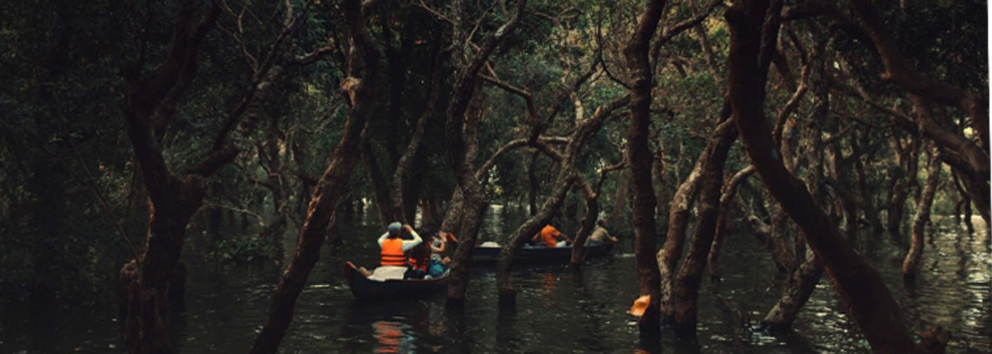 Inside The Mangrove Forest at Kompong Phluk Floating Village (Tonle Sap Lake)